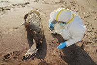 Nuevamente la Gripe Aviar afectó las costas de Río Negro: Casi mil lobos marinos muertos