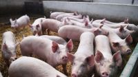 Centenario: denuncian robos de cerdos que podrían tener triquinosis
