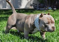 Imputaron a un hombre por matar a la perra de su vecina